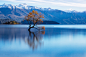 【美图分享】Hafiz Ismail的作品《Lone Willow Tree Reflection》 #500px# @500px社区