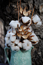 cotton flower - Google 搜索