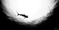 UNDERWATER水下动物摄影-Jorge Cervera Hauser [22P] (10).jpg