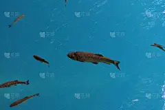 近距离观察鱼儿在清澈湛蓝的湖水中游动