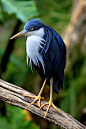 Pied Heron (Ardea picata) | Flickr - Photo Sharing!