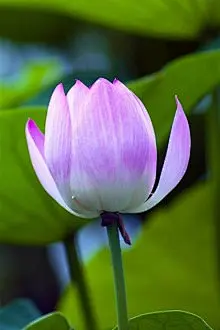 清新荷花手机壁纸