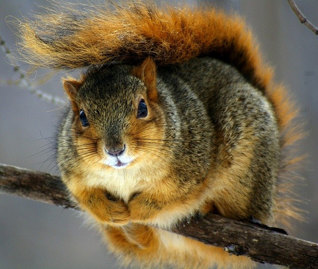 Squirrels! | I LOVE ...