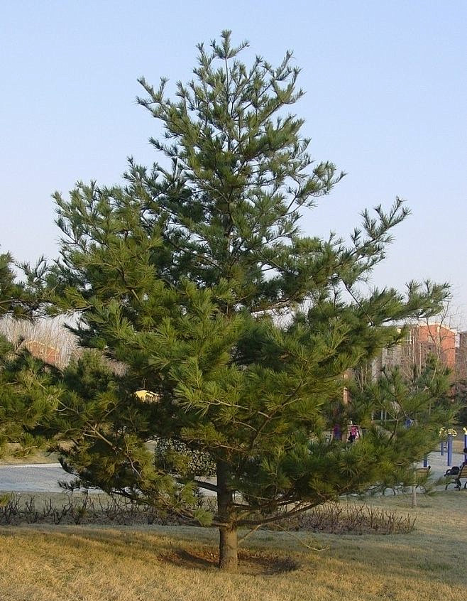 华山松