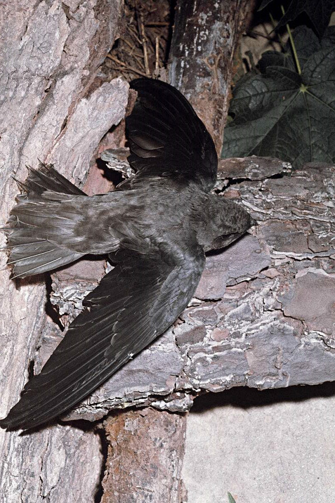 雨燕目雨燕科硬尾雨燕属烟囱雨燕
