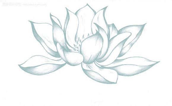 手绘莲花素描的搜索结果_百度图片搜索