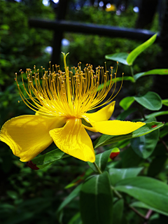 Arleneity采集到✿Flower特写/摄影