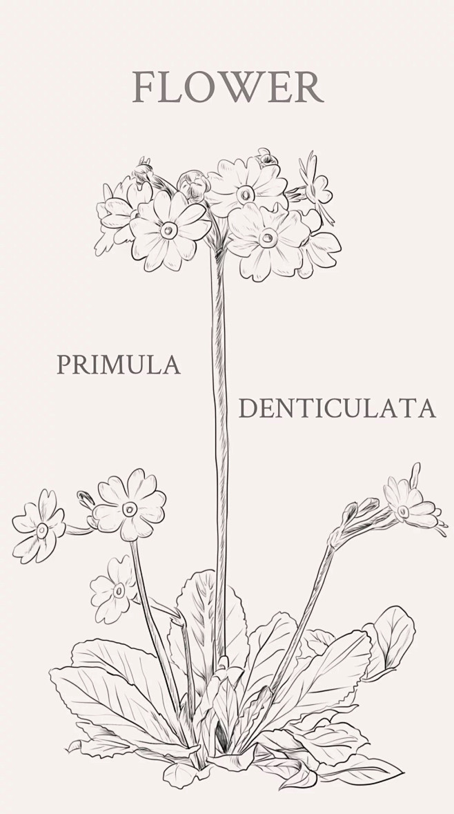 球花报春，学名：Primula dent...