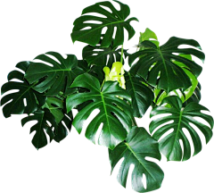 苏小慵采集到植物