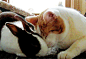 爱猫的人 - Google+