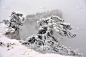 雪中的松树