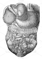 人类消化系统在旧书人体，由K.博克，1870年，圣彼得堡