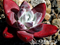 图谱：仙女杯属 <wbr>Dudleya
法瑞诺莎/初霜  Dudleya farinosa