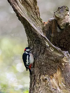 大斑点啄木鸟,垂直画幅,正面视角,留白,古老的,野外动物,夏天,白色,彩色图片,光