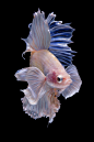 Halfmoon betta fish_00003