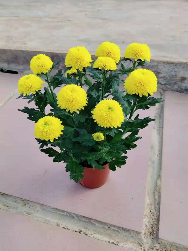 造园小花匠采集于2021-12-19 19:16:18乒乓菊b-室内小盆栽(花卉)造园