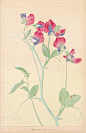 Chigusa Soun Flowers of Japan Woodblock Prints 1900