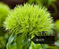 150种常见植物及花卉，你认识几个？ : 150种常见植物及花卉，你认识几个？