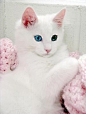 Turkish Angora - Gorgeous Kitty !