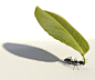 Royalty-free Image: Ant Carrying a Leaf