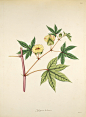 科罗曼德海岸的植物图谱.1795年_页面_272