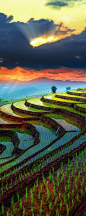 Rice terraces in Chiang Mai, Thailand: 