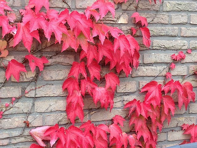 秋季, 秋天树叶, 藤, 红色, 秋天的...