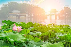 西湖,杭州,亭台楼阁,荷花,地形,建筑,中国,池塘,东,水生动植物