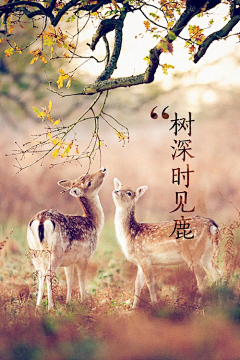 梧桐冷雨采集到云想衣裳花想容
