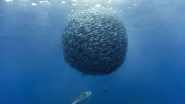 沙丁鱼会整齐地聚集成群，这是一种自我保护...