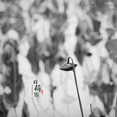 ~灵希~采集到黑白荷花摄影