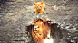 General 1920x1080 nature animals cat kittens lion wild cat water reflection imagination baby animals courageous  cobblestone