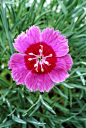 Dianthus 'Indian Star' 石竹