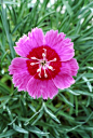Dianthus 'Indian Star' 石竹 #花卉#
