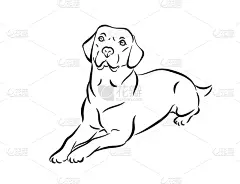 轮廓,拉布拉多犬,黑白图片,分离着色,可爱的,白色,宠物,自然,纯种犬,坐