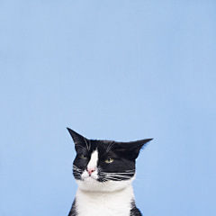 Etum采集到猫