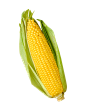 玉米