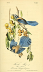 Florida Jay. The birds of America : from drawings made in the United States and their territories v.4. New York :J.B. Chevalier,1840-1844. biodiversitylibrary. Biodiversitylibrary. Biodivlibrary. BHL. Biodiversity Heritage Library: 