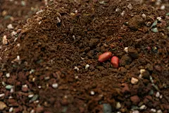 播种希望植树节户外摄影图