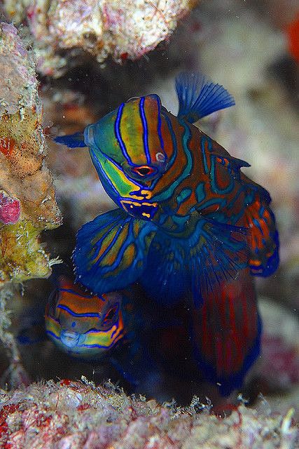 mandarinfishbykenkasuga