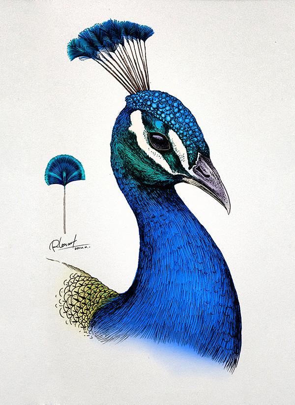 peacock : hand painted peacocks, computer color, practice works