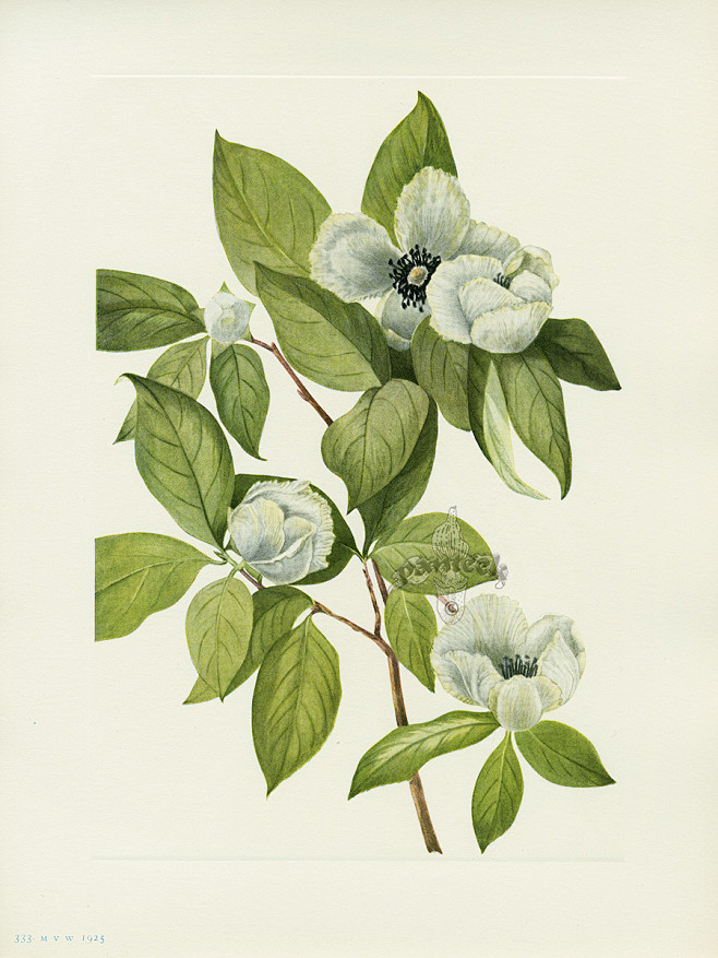 Virginia Stewartia