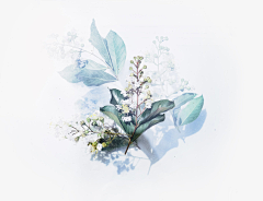 u1WV6_初晴采集到花，植物