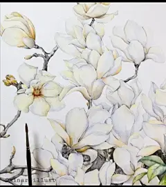 水彩--玉兰花 - 高清图片，堆糖，美图壁纸兴趣社区