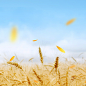小麦清新食品促销PSD分层主图背景高清素材 面包 免费下载 页面网页 平面电商 创意素材