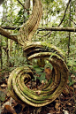 Rainforest Undergrowth Art Print by Dr Morley Read; 打开新的标签页