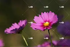 波斯菊花 粉红色的宇宙 花朵 美丽的花朵 花壁纸 花卉背景 盛开