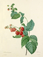 Framboisier : Rubus Art Print by Pierre Joseph Celestin Redouté Easyart.com