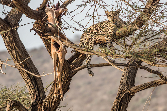 kenya again : safari...