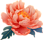 国潮风格牡丹插画-牡丹花